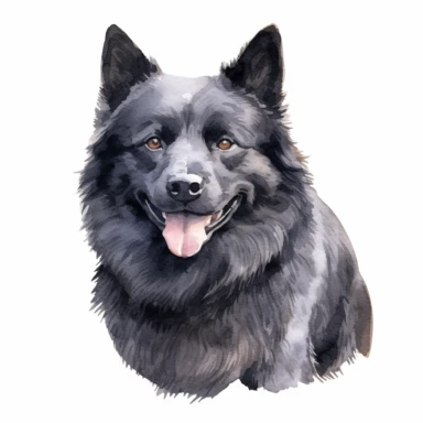 high detailed, Hand drawn watercolor clipart of a happy Schipperke In Italy, on a pure white background for background removal, no shadow, no paint splash