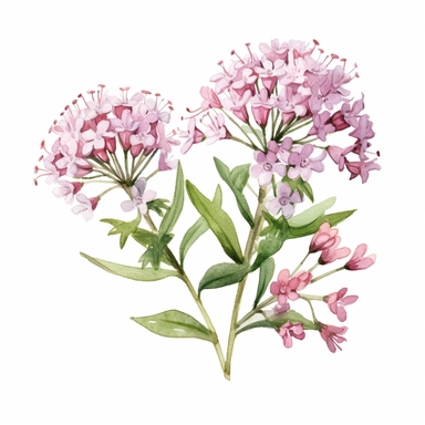 A clipart of a flowering valerian plant, featuring clusters of small, sweetly scented pink or white flowers clipart, white background, watercolor sophisticated drawing