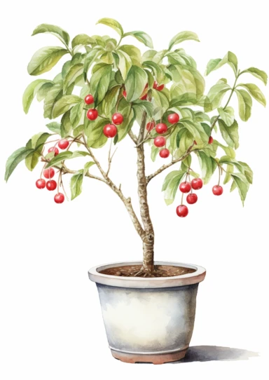 little watercolor cherry tree growing in mediterranean pot clipart on white background