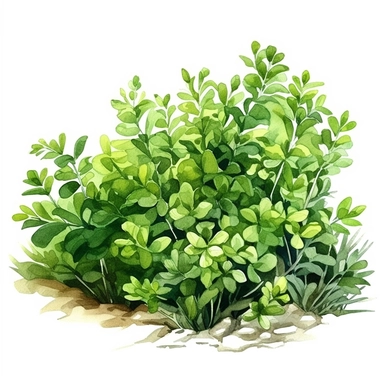 clipart, green lively bushes, solid watercolor art style, ultra realism, pure white background