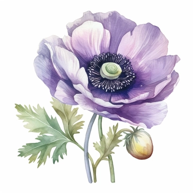 Purple Anemone Clipart, watercolor style, white background