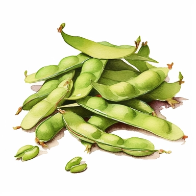 Edamame (boiled and salted soybeans) watercolor clipart in white background