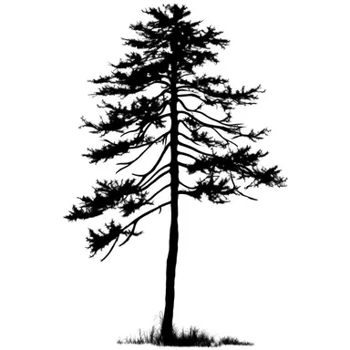 silhouette of tall thin spindley pine tree clip art style black on white background bold clean lines