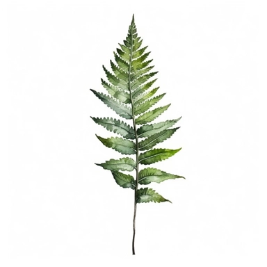 Green Leaf Fern in Watercolor hyper-realistic detailed illustrations, elegant water ink brush strokes techniques, delicate markings, monochromatic paintings, free brushwork, watercolor illustrations, painted illustrations Clipart, White Background Clipart, White Background