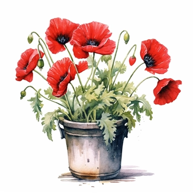 hyperrealism painting , red poppies in a flower pot , white background, watercolor style, farmhouse chic, tempera clipart