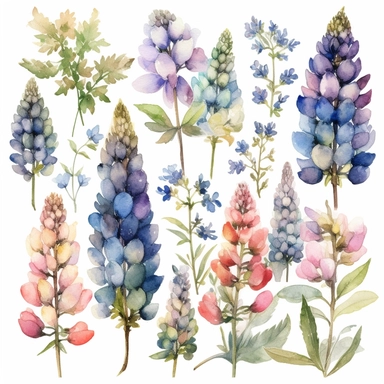 watercolor clipart lupines