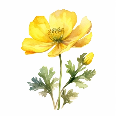 Buttercup flower, water color style, clipart, white background