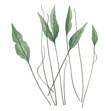 Watercolor of tall slender micro dainty poppy leaves. Ikebana poppy leaves typically have a distinctive elongated shape with a pointed tip, and are deeply lobed or dissected. The lobes are typically rounded or toothed, and may be arranged alternately or opposite each other along the stem. Floral Clipart, poppy, Minimalist Flowers Watercolor, Ikebana Clipart, Separated design