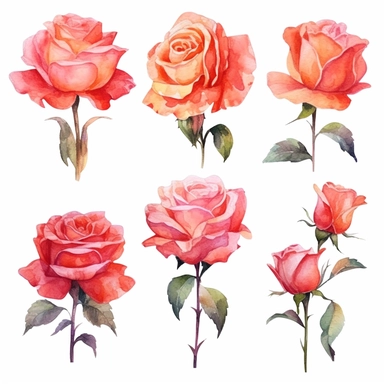 Artistic illustrations of watercolor roses, showcasing different angles and perspectives. clipart. watercolor. outlined. white background