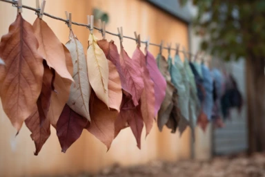 a colored bunch of leaves hanging on a line, clipped like laundry in the style of weathercore, verdadism, crimson and amber, happenings, muted colours, tinkercore, uniformly staged images