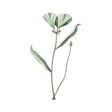 Watercolor of tall slender micro dainty poppy leaves. Ikebana poppy leaves on a single stem typically have a distinctive elongated shape with a pointed tip, and are deeply lobed or dissected. The lobes are typically rounded or toothed, and may be arranged alternately or opposite each other along the stem. Floral Clipart, poppy, Minimalist Flowers Watercolor, Ikebana Clipart, Separated design