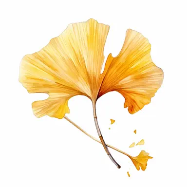 create single watercolor clipart showcasing the fall autumn colors of ginko leaf, sharp clear lines hyper detailed high resolution white background