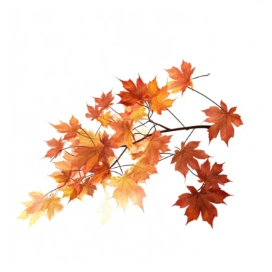 Maple autumn leaves and branches, Clipart, white isolated background, space out, hd, 8k, realistic