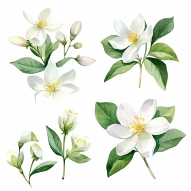 set of watercolor Jasmine Flower clipart white background