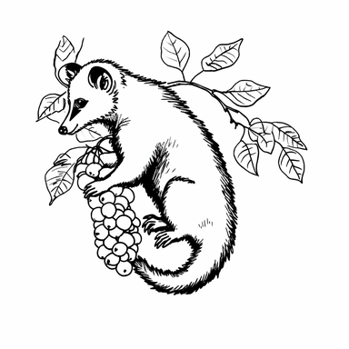 An opossum is a nocturnal animal that loves to climb trees and eat fruit. Draw a simple outline of an opossum in black ink on a white background, with bold lines and no shading. Add a background of a tree with fruit. Make sure to leave some space for children to color. Simple outlines, bold lines, black ink on white background, clipart, toon, cartoon, black and white. '--no frame, border, square, circle, sphere, fishbowl, fisheye, shades, shadows, gradient'
