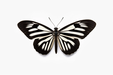 Zebra Longwing Butterfly half side, clipart, hd, on white background, spaced out