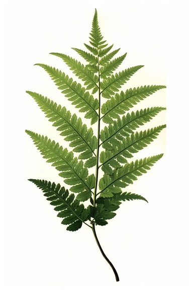 Vintage 1920 Green Fern Leaf Illustration , Chromolithograph, Die Cut, 1920s Illustration, Vintage, Chromolithograph, Colorful, Antique, Ephemera, Clipart, 8k, Isolated on white