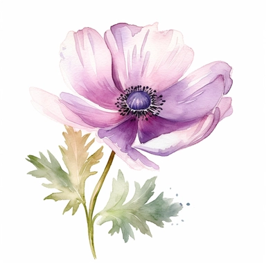 Anemone flower, water color style, clipart, white background