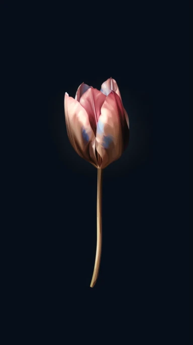cute aesthetic minimalist iPhone wallpaper, featuring a single tulip watercolour clipart, pink, dark blue and brown elegant shades, gold edges