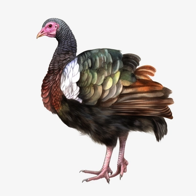 watercolor, Turkeys: Turkeys are kept for their meat and are found in many countries, particularly in the United States, Mexico, and Brazil. png Full body realistic cartoon in 32K UHD cute. 15 cm thick outline. Black color. There was no shadow on the ground. 8K with realistic watercolors and detailed illustrations. PNG clipart, transparent white background