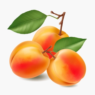 apricots clipart