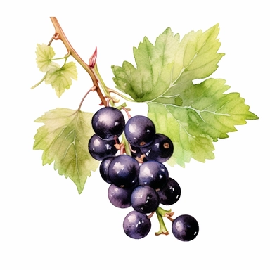 A captivating watercolor clipart of a black currant, presented against a clean white background. The watercolor technique beautifully brings out the rich, deep purple color of the black currant, with subtle variations and gentle brushstrokes capturing its velvety texture. The clipart showcases the intricate details of the black currant, including its small round shape and the delicate clusters of berries. The white background emphasizes the vibrancy of the fruit, making it a visually striking el