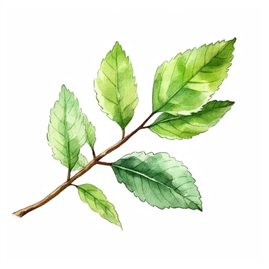 a little branch of a elm tree leaves, watercolor clipart, green leaves, cut out, simple line art drawing, thin black outlines