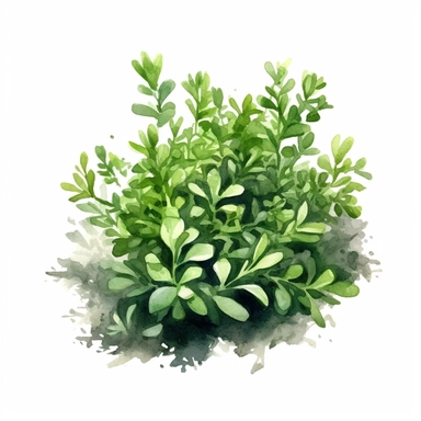clipart, green lively bushes, solid watercolor art style, ultra realism, pure white background