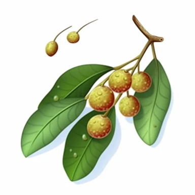 Isometric Sticker Clip Art of Lindentree Fruit, children friendly, illustrated in a playful and realistic style, perfect for any special occasion, cut out in the shape of a single very long Leaf with small balls, with no visible background, giving it the appearance of a sticker, conveying a mystical and whimsical mood, edited with Adobe Photoshop to adjust brightness and contrast, rendered as a transparent PNG file with a high resolution to ensure a crisp and clear image with no pixelation, suit
