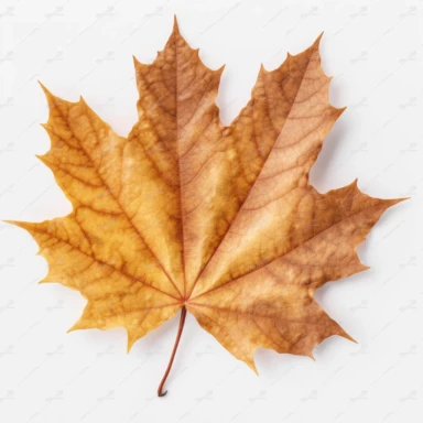 real photo maple leaf Clipart ,top space blank,white background