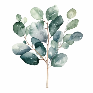 single stem eucalyptus watercolor clipart in a curved shape, small round leaves, detailed images, hand draw, simple line outline, on a white background
