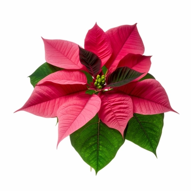 Pink red Poinsettia cultivar with dark green leaves foliage plant bush used in Christmas floral displays isolated on white background, clipping path included.--ar 3:2