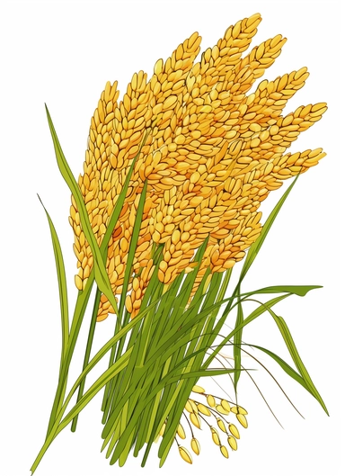 a bunch of golden rice, surrounded by clipart leaf clipart, in the style of gene luen yang, realistic brushwork, light yellow and amber, simplified line work, françois boquet, realistic detail, stock photo