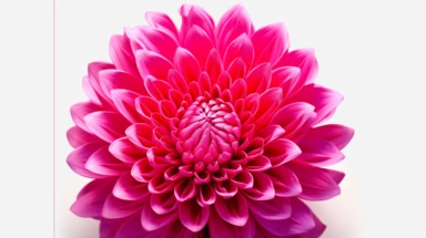 clipart, decorative flower, one per page, flat color clipart, bright hot pink primary colors, isolated on white background, photo-realistic, ultra sharp, simplicity, higher coherence, minimalism, ultra detailed, hyper realistic details, beautiful, modern, OC rendered, 32k uhd , insane details, intricate details, Photoshoot, Depth of Field, captured with Phase One XF IQ4 camera , 200 Mega Pixel lens,