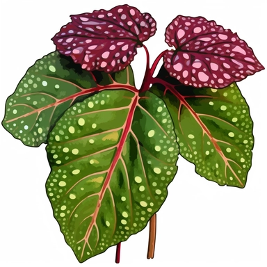 Clipart, Polka Dot Begonia's, Plantae, Tracheophytes Raddi, is a tropical plant native to southeast Brazil. It has green oblong leaves in shaped of angel wing, in a vibrant olive green color, deep red purple undersides of leaves and polka dot finishes on top. It has silver spots on its surface and a crimson reddish underside