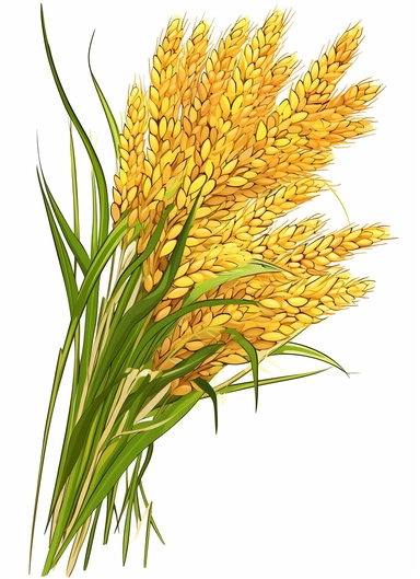 a bunch of golden rice, surrounded by clipart leaf clipart, in the style of gene luen yang, realistic brushwork, light yellow and amber, simplified line work, françois boquet, realistic detail, stock photo