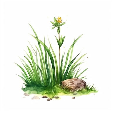 one woodland flower growing in grass watercolor clipart detailed
