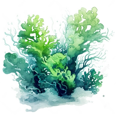 clipart graphic vector white background cartoon style drawing painting watercolor of sea algae