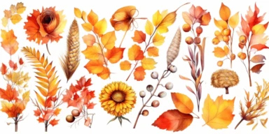 Watercolor fall illustration clipart set. Hand painted autumn leaves, sunflower, rowan berries, mushrooms, orange maple leaves, oak leaf. Compositions for card, DIY elements transparent background wallpaper,