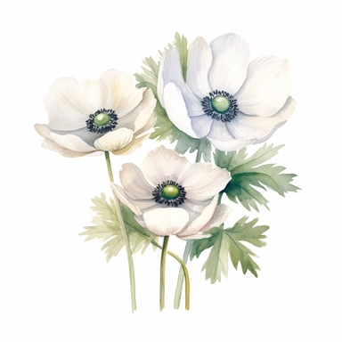 watercolor cross clip art white anemone flowers boho on white background