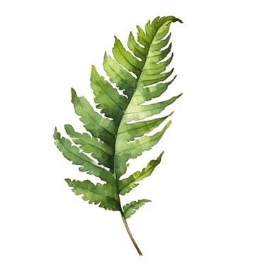 Green Leaf Fern in Watercolor hyper-realistic detailed illustrations, elegant water ink brush strokes techniques, delicate markings, monochromatic paintings, free brushwork, watercolor illustrations, painted illustrations Clipart, White Background Clipart, White Background