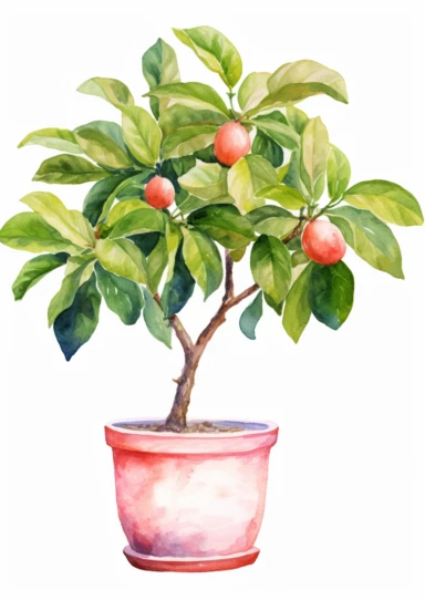 little watercolor guava tree growing in mediterranean pot clipart on white background