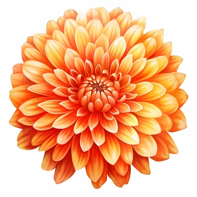 Orange Chrysanthemum flower, high level watercolor, hyper realistic cartoon, clipart, white background, 8k, ultra detailed clipart