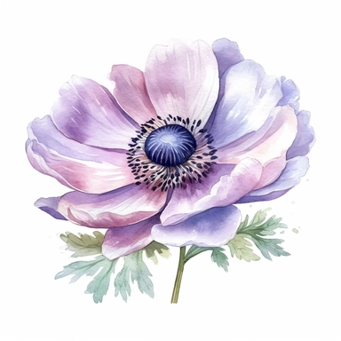Anemone flower, water color style, clipart, white background