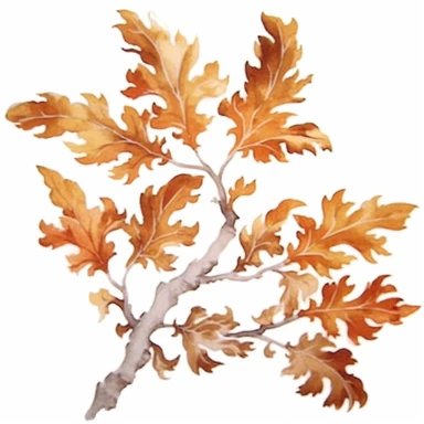Design a dreamy watercolor clipart of a chinese-inspired Branches of oak leaves in shades of brown, copper, and gold arranged in a cascading and dynamic style composition, hand-painted with soft and graceful brushstrokes. Draw inspiration from the artistic finesse of Ethereal Petals Watercolors for a refined and ethereal depiction. isolated on a white background, hand-drawn illustration, hand-painted watercolor texture, 16k UHD resolution, intricately detailed, sharp focal points, designed by An