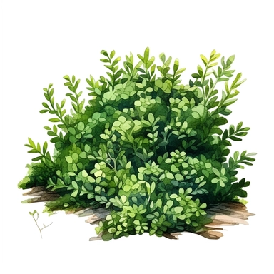 clipart, green lively bushes, solid watercolor art style, ultra realism, pure white background