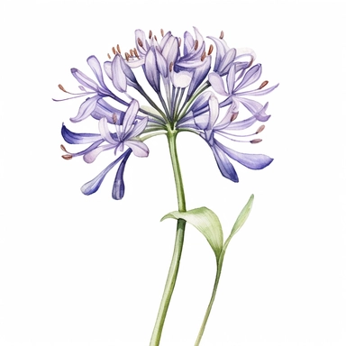 watercolor agapanthus thin stem with droplets white background clipart