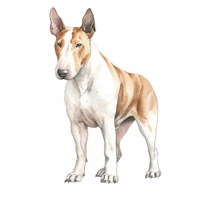 bull terrier, whole body, clipart, hand-drawn clipart, realistic, clear lines, neutral watercolor, isolated, white background,