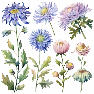 Clipart Watercolor chrysanthemum, passion flower, artichoke, clipart elements bundle