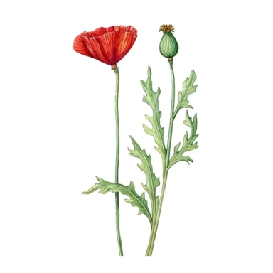 Watercolor of tall slender micro dainty poppy leaves on a single stem with closed poppy seed head. Ikebana red poppy, leaves typically have a distinctive elongated shape with a pointed tip, and are deeply lobed or dissected. The lobes are typically rounded or toothed, and may be arranged alternately or opposite each other along the stem. Floral Clipart, poppy, Minimalist Flowers Watercolor, Ikebana Clipart, Separated design
